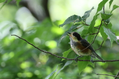 久しぶりの鳥さん