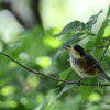 久しぶりの鳥さん