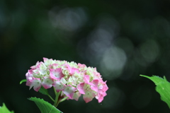 紫陽花