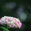 紫陽花