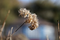 枯れ紫陽花の美