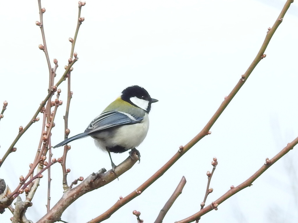 寂しげなシジュウガラさん