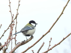 寂しげなシジュウガラさん