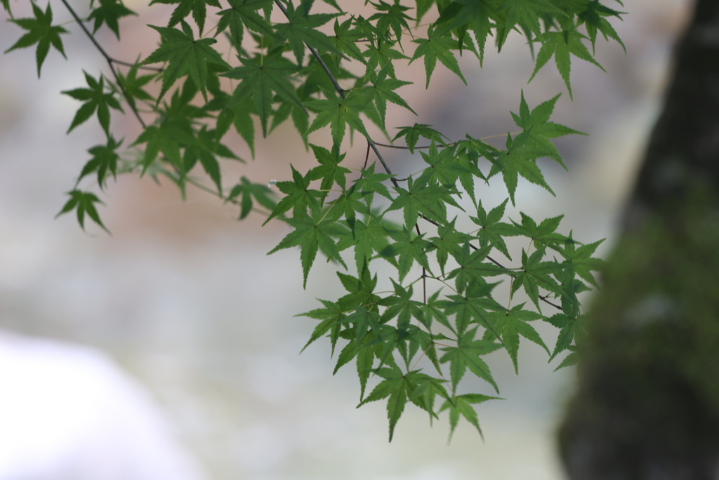 涼気