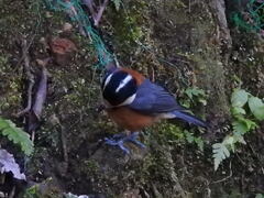 頭上も素敵でしょ