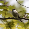 初遠征　野鳥シリーズ⑫