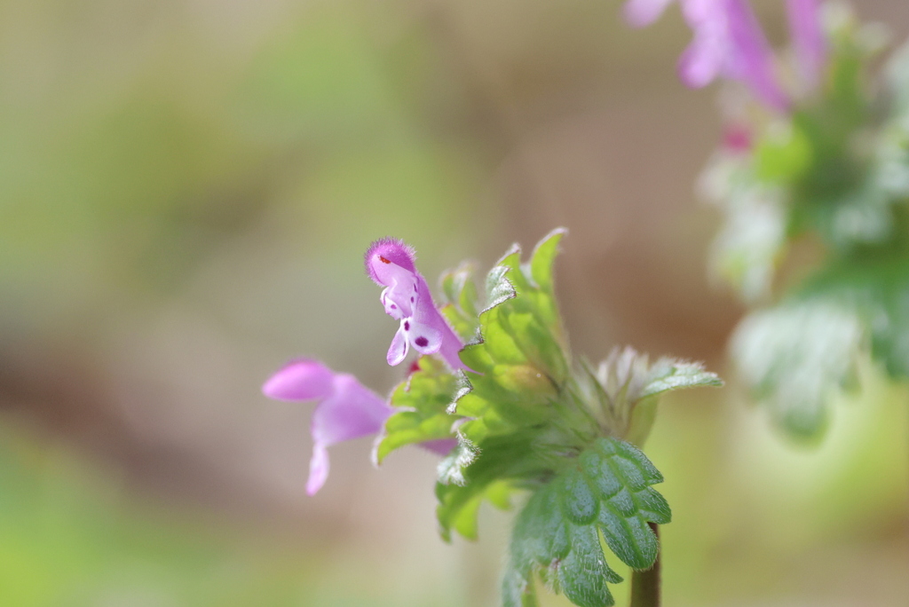 「小さな幸せ」