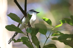 サンショウクイ