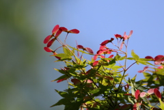 紅葉のプロペラ