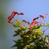 紅葉のプロペラ