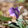 菫