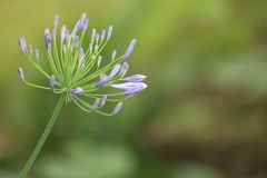 開花間近