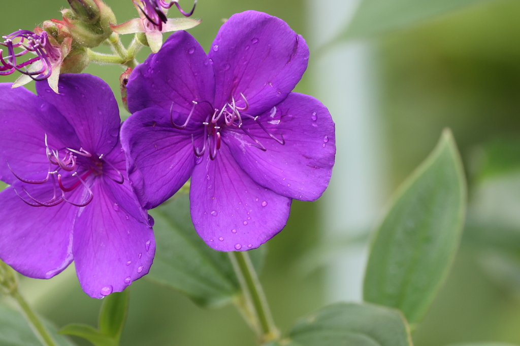 「あなたと踊ろう」