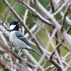 白い鳥