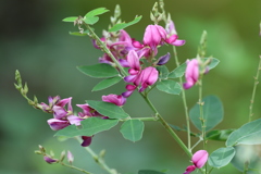 初夏の花