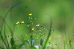野草新発見