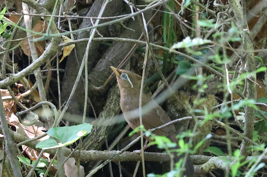 画眉鳥