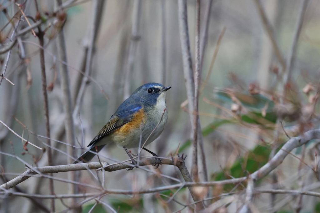ちょっと不安気