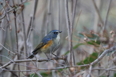 ちょっと不安気