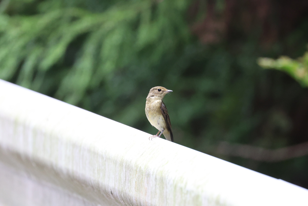 ひと休み