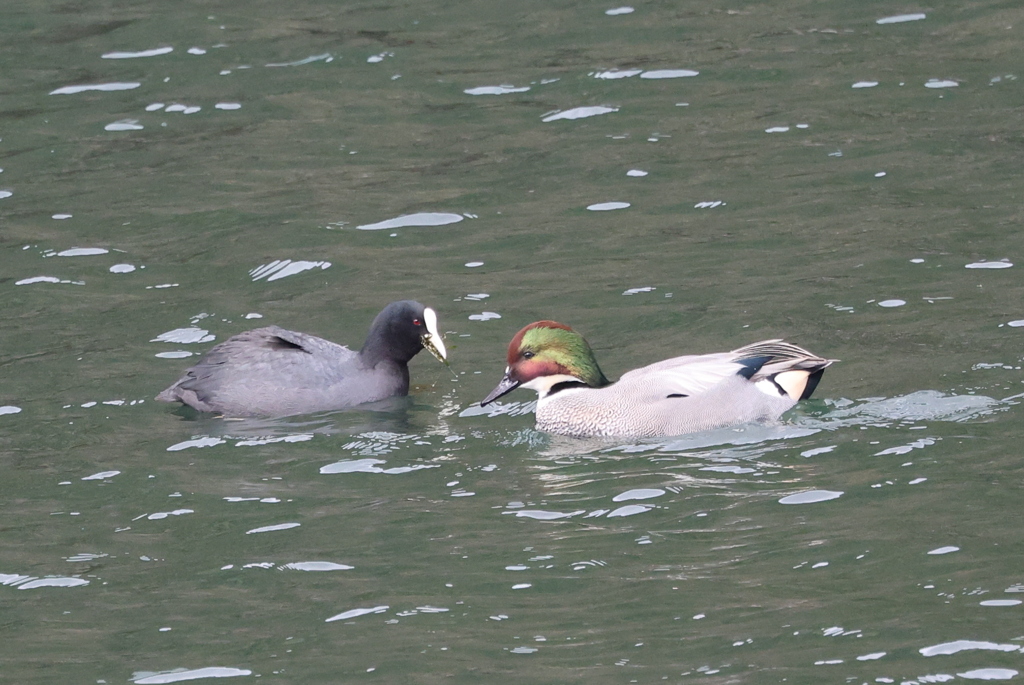 意地の張り合い