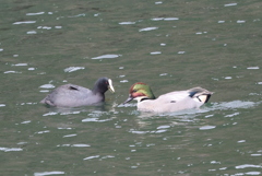意地の張り合い