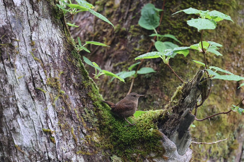 初遠征　野鳥シリーズ⑦