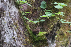 初遠征　野鳥シリーズ⑦