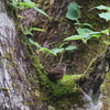 初遠征　野鳥シリーズ⑦
