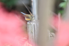 早く青い鳥になりたいなぁ〜