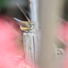 早く青い鳥になりたいなぁ〜