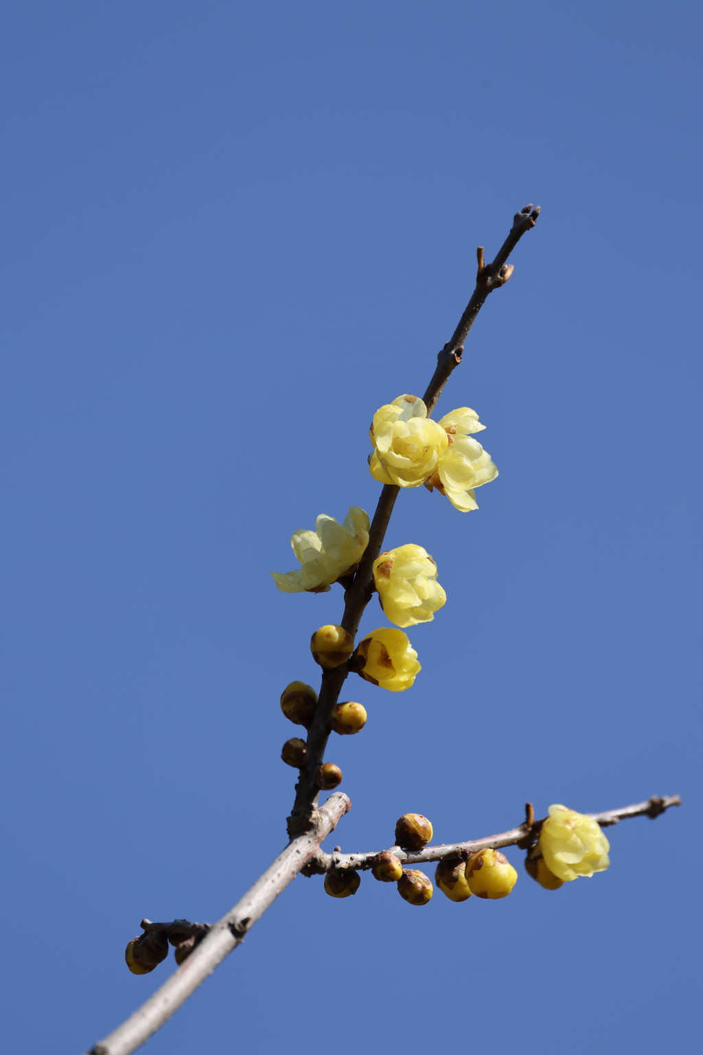 青空に蝋梅