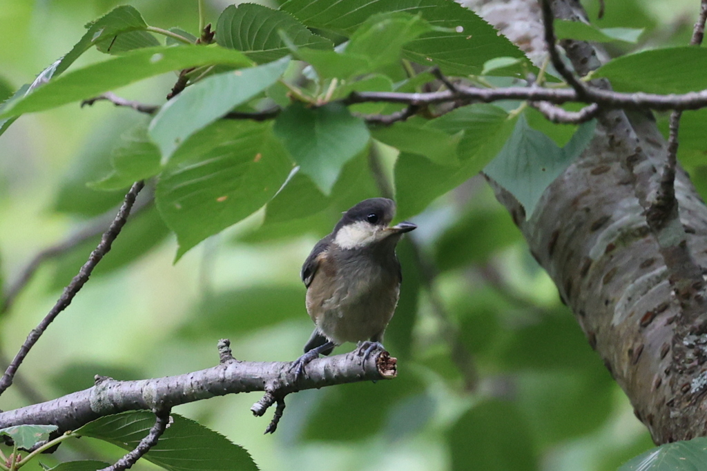 ヤマガラ幼鳥