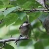 ヤマガラ幼鳥