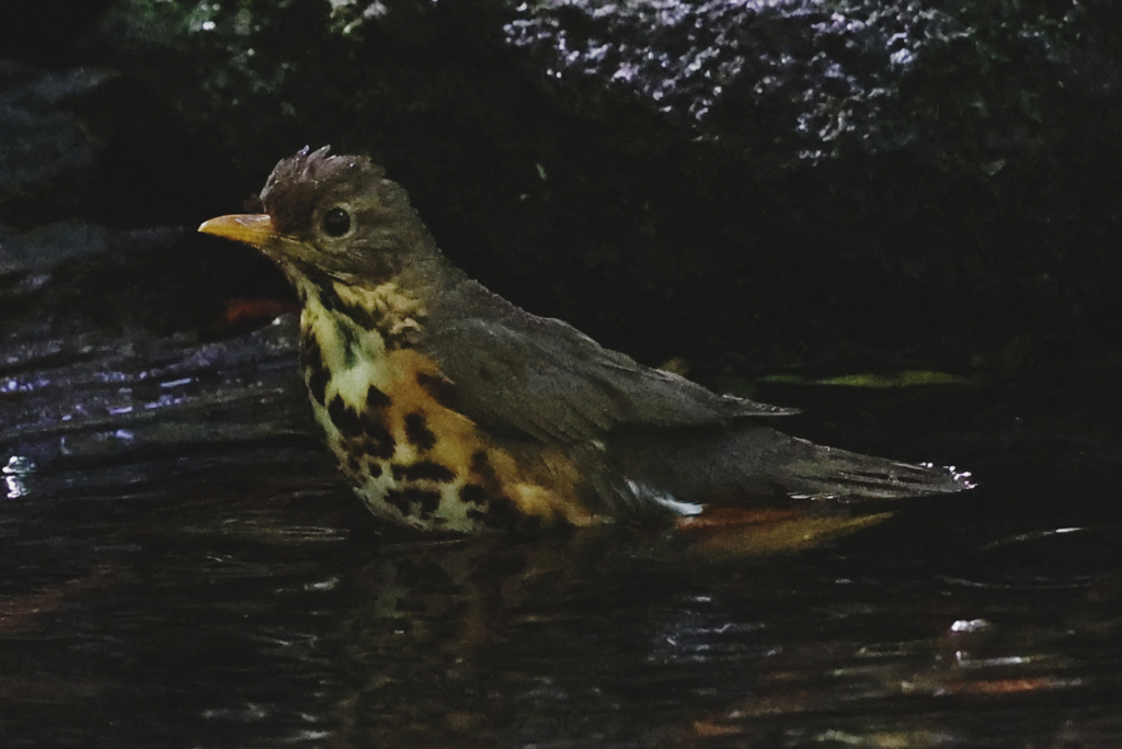 クロツグミ♀の水浴び