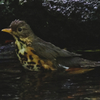 クロツグミ♀の水浴び