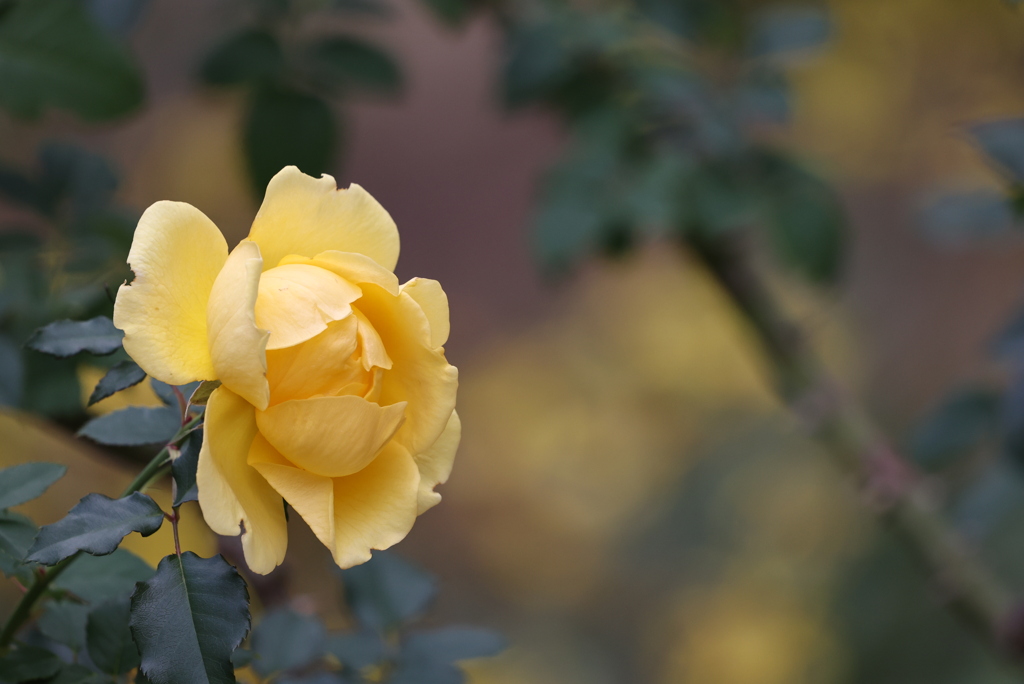忘れていた薔薇