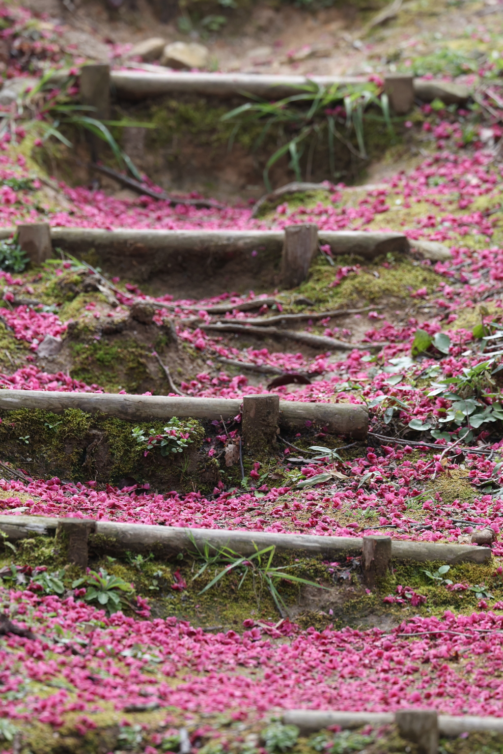 落花の美階段