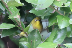身近な野鳥