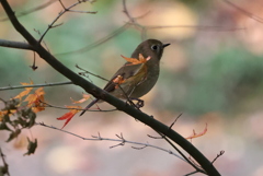 今はもう秋　誰もいない公園♫