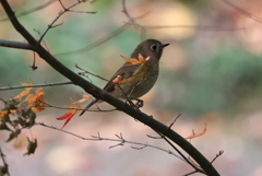 今はもう秋　誰もいない公園♫