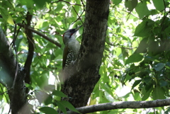 緑啄木鳥