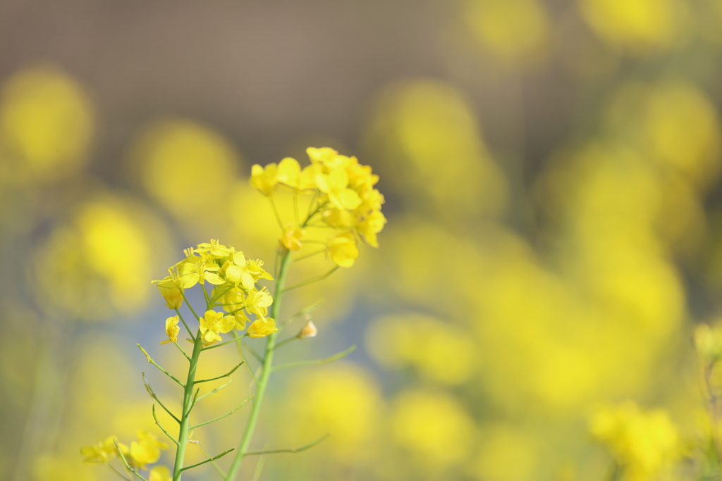 河川敷の菜の花
