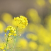 河川敷の菜の花