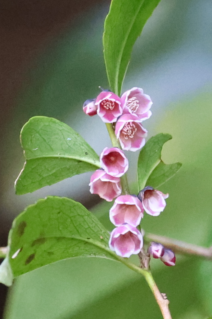 ヒサカキのピンク花