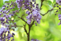 藤の花
