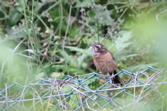 ホオジロ幼鳥