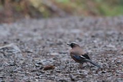 初遠征　野鳥シリーズ⑤