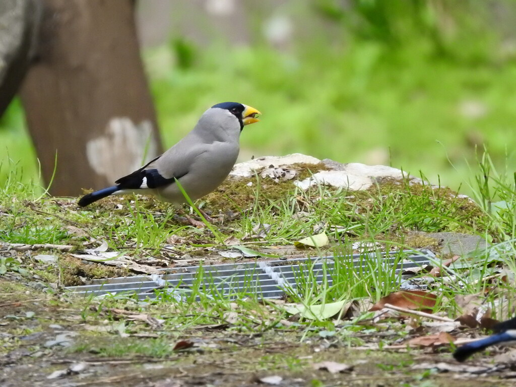 斑鳩(イカル)③