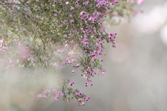 「愛らしい 姫」